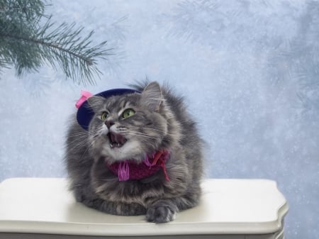 Singing for friends - hat, cat, christmas, pisica, animal, craciun, funny, cute, song, daykiney