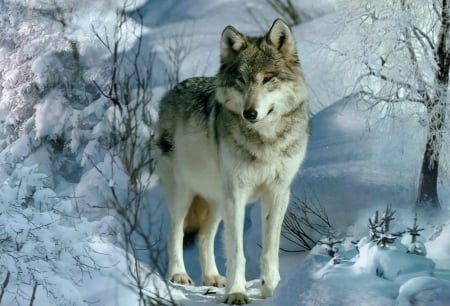 Through the winter cold - winter, wolf, cold, snow