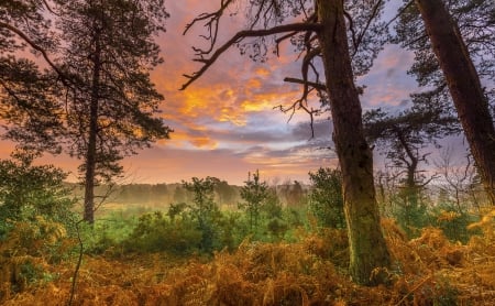 Cloud at Sunrise - trunk, trees, nature, cloude, autumn, shrubs, sunrise, sky