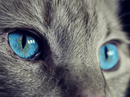 BLUE EYES - cat, pretty, eyes, blue