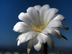 WHITE CACTUS FLOWER