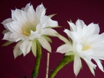 CACTUS FLOWERS