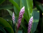 PRETTY BROMELIAD