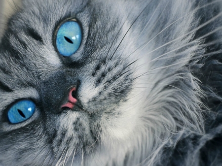 PRETTY BLUE EYES