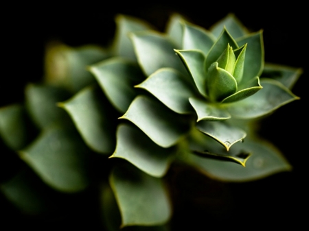 ALOE CACTUS