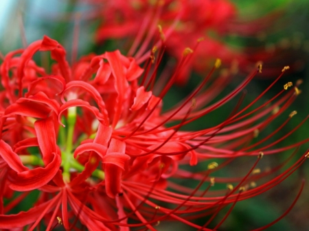 BEAUTIFUL FLOWERS - BEAUTIFUL, NATURE, RED, FLOWERS