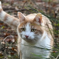 LOVELY CAT