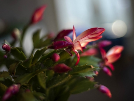 LOVELY SUCCULENT FLOWERS