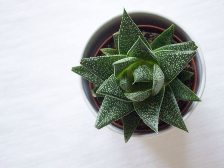 CACTUS PLANT - CACTUS, PLANT, IMAGE, NATURE