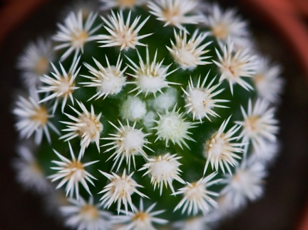 CACTUS PLANT