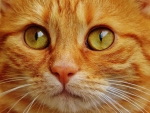 GINGER CAT