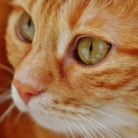 CUTE GINGER CAT