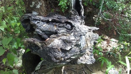 Tree stump that kinda looks like a horse! - nature, horse, cool, tree