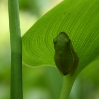 FROG ON LEAF