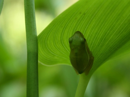 FROG ON LEAF - IMAGE, LEAF, FROG, GREEN