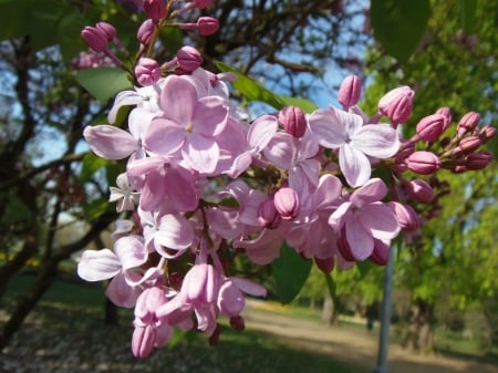 SPRING LILACS - LILAC, IMAGE, SPRING, FLOWERS