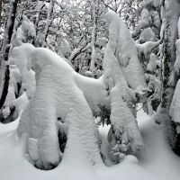 Snow Covered Trees