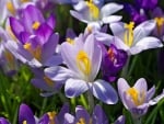 Crocuses