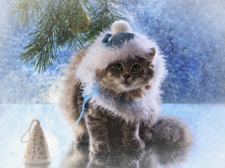 Blue Christmas - hat, blue, cat, christmas, pisica, white, animal, craciun, cute, daykiney