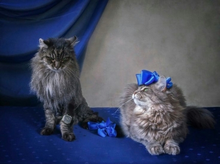 Lady and Gentleman - hat, blue, cat, watch, pisica, animal, cute, couple, daykiney