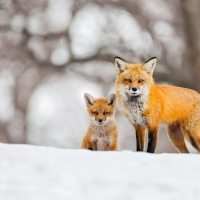 Red Foxes