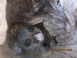 Possum in the hole