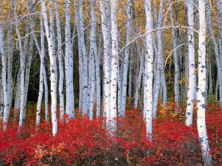 Birch forest - white, nature, fall, forests, red, birch