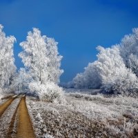 Winter frost