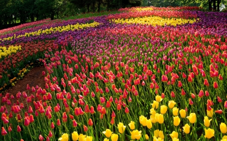 tulip field - nature, fun, cool, tulip, flowers, field