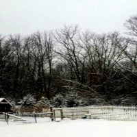 Chicken Coop  In  Snow