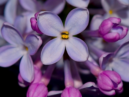 VERY PRETTY LILACS