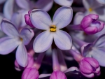 VERY PRETTY LILACS