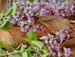 LILACS AND LOG