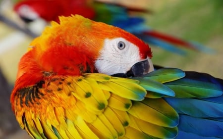 Macaw - colourful, animals, bird, macaw