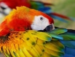 Macaw