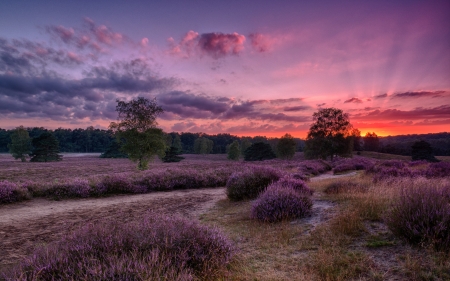 Sunset Over The Lavender Field - nature, trees, clouds, field, sunset, lavender