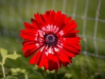 RED ANEOMONE FLOWER