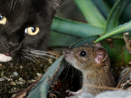 LOOK OUT LITTLE MOUSY - IMAGE, MOUSE, CAT, ANIMALS