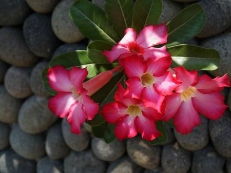 FLOWERS ON STONES - image, abstract, flowers, stones