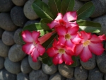 FLOWERS ON STONES