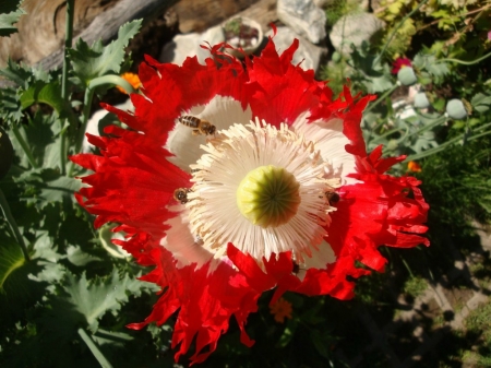 PRETTY POPPY - IMAGE, POPPY, FLOWERS, PRETTY