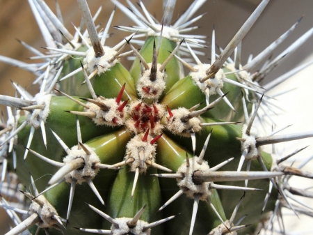 SPIKEY CACTUS - CACTUS, PLANT, IMAGE, SPIKEY