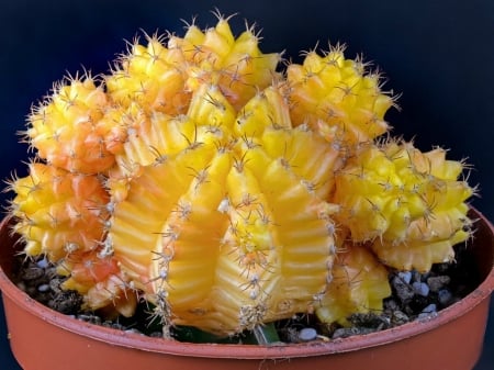 YELLOW CACTUS - CACTUS, PLANT, YELLOW, PRETTY