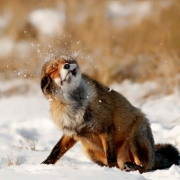 Red Fox
