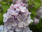 LILAC BLOOMS