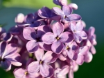 SPRING LILACS