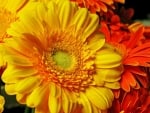 LOVELY GERBERA