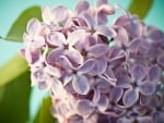 BLOOMING LILACS