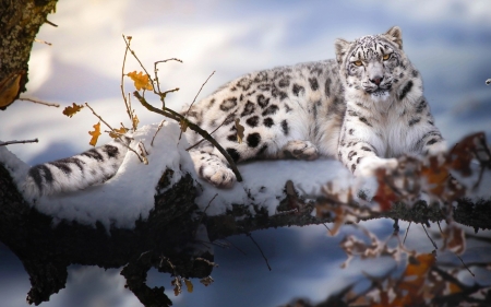 Snow leopard - winter, snow, orange, white, animal, irbis, autumn, snow leopard, thai phunk, leaf