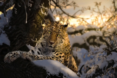 Leopard - leopard, animal, thai phung, winter, irbis, snow